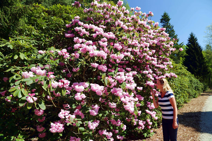 Meterhohe Rhododendren Kurzurlaub Ammerland