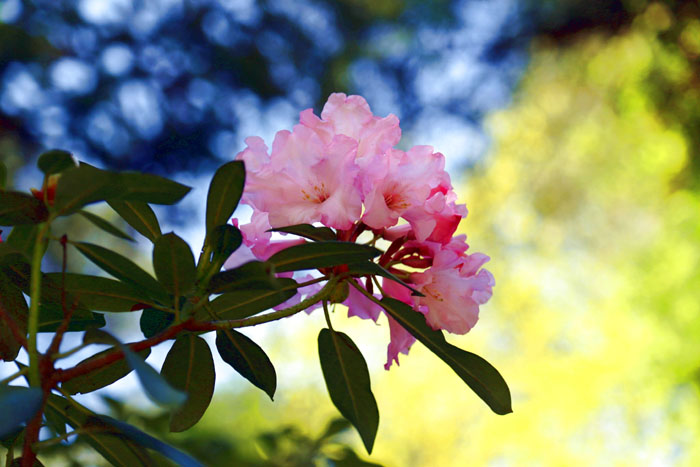 Rhododendron Kurzurlaub Ammerland